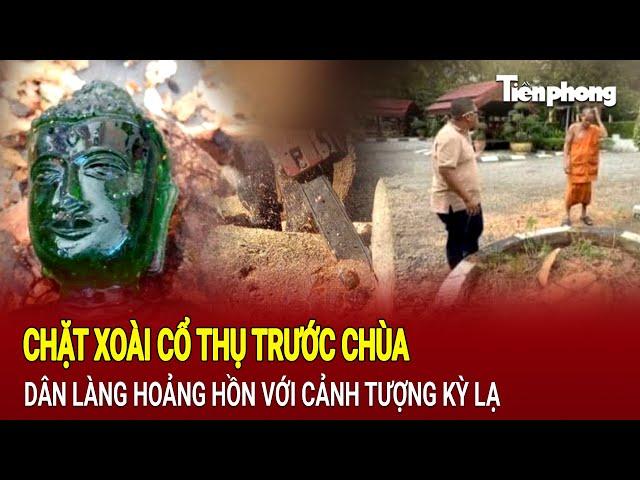 Chặt xoài cổ thụ trước chùa, dân làng hoảng hồn khi thấy cảnh tượng kỳ lạ