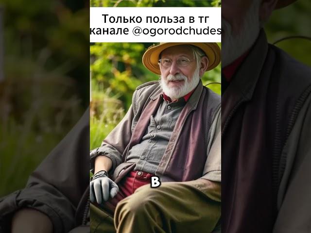 ЗАЧЕМ НУЖНО ИСПОЛЬЗОВАТЬ ЛАВРОВЫЙ ЛИСТ НА ОГОРОДЕ  #огород #дача #удобрение #рецепт #подкормки #сад
