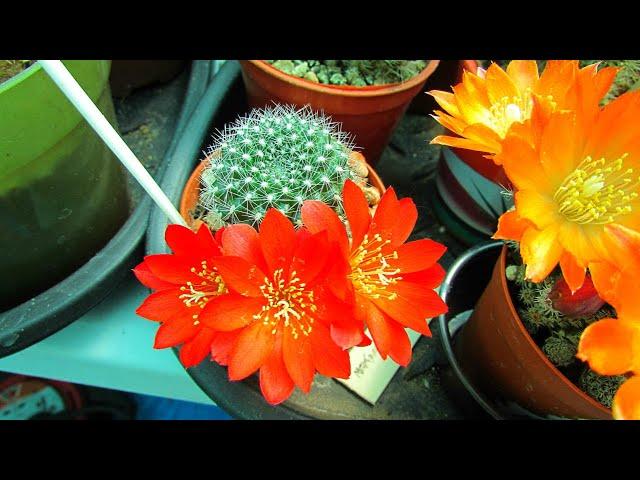 My Rebutia Krainziana Cactus in stunning Bloom