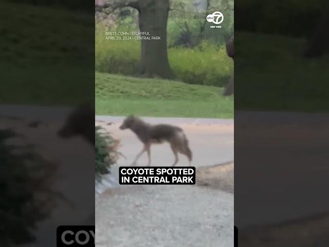 Coyote spotted in NYC's Central Park