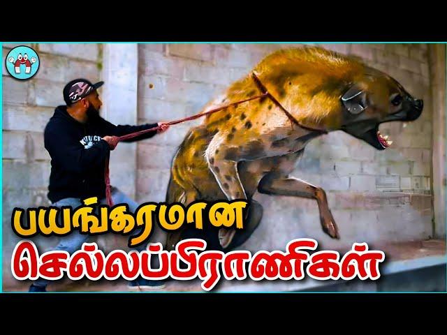 மிரளவைக்கும் செல்லப்பிராணிகள் | Dangerous Pets | The Magnet Facts