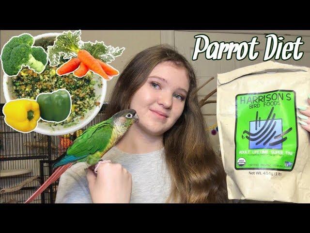 WHAT SHOULD YOU FEED YOUR BIRD? | My Parrots’ Complete Diet