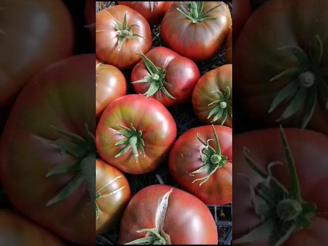 СОРТ ДЛЯ НЕ МНОГИХ // НАЙТИ СЛОЖНО, КУПИТЬ ДОРОГО // МОЯ КОЛЛЕКЦИЯ