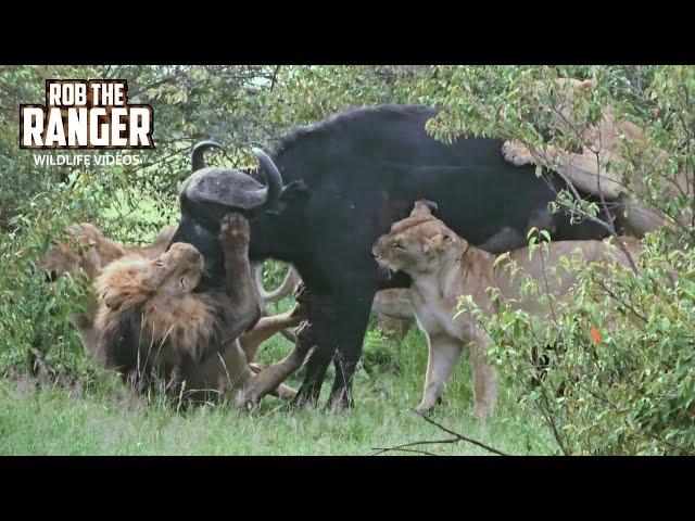 Lions Bring Down A Big Buffalo | Maasai Mara | Zebra Plains Safari