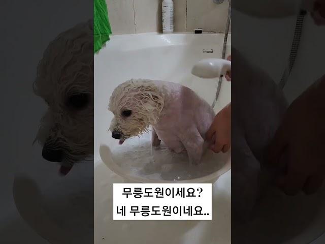 금동이 입원 하기 전 약용 목욕하기🩷 이렇게 착할수가 #강아지 #강아지영상 #강아지일상 #아기강아지