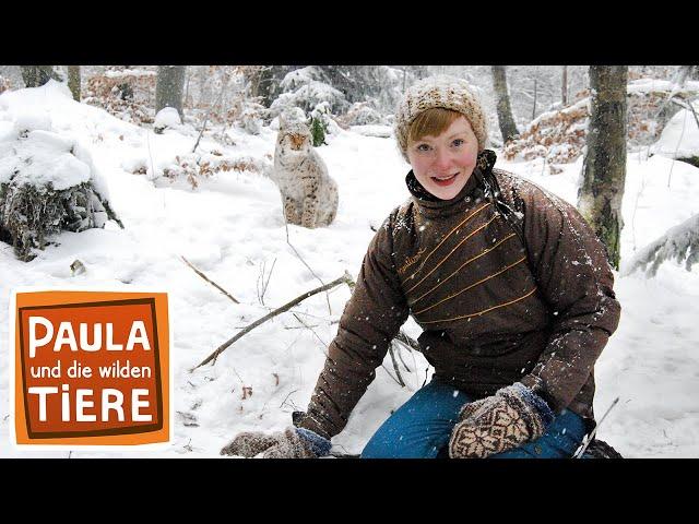 Der Luchs im Schnee | Reportage für Kinder | Paula und die wilden Tiere