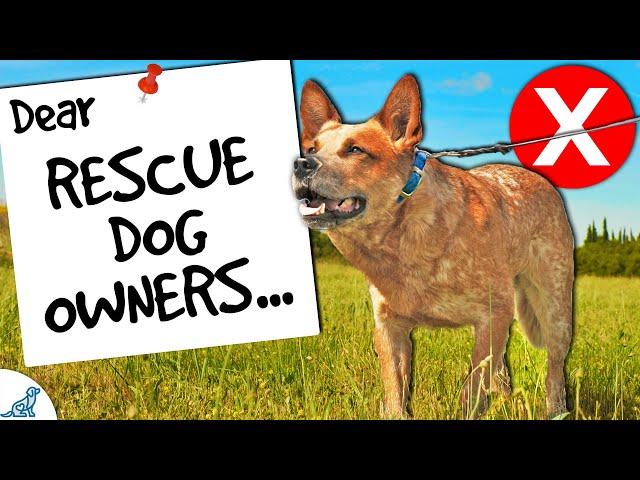 Dear Rescue Dog Owners, Stop Doing THIS