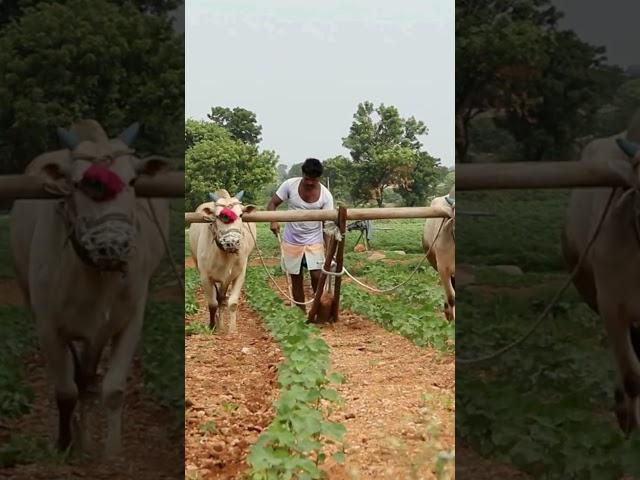  Back to the Roots | Traditional Farming  