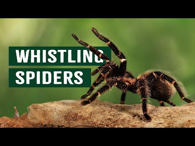 The Deadly Tarantulas That Whistle Before Striking | Deadly Australia | Apex Predators