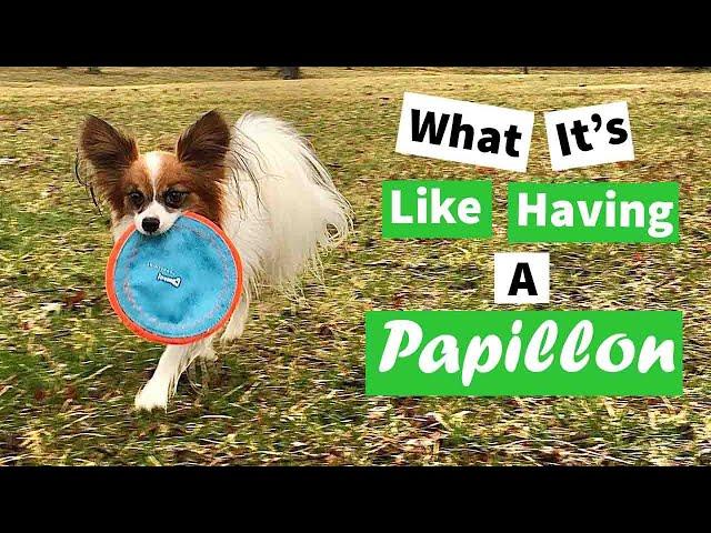 What It's Like to Have a Papillon // Percy the Papillon Dog