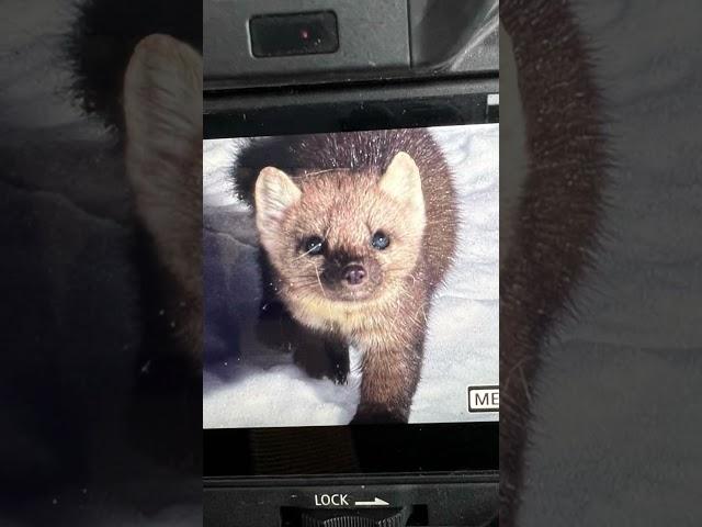 Pine Marten at night  #wildlife #yellowstone #animals