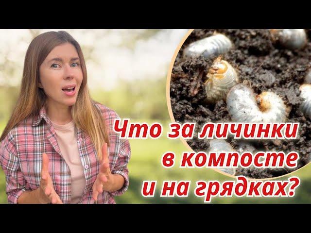 Не путайте личинки хруща и бронзовки. Как избавиться от личинок майского жука
