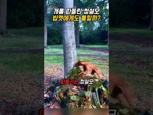 개를 따돌린 청설모, 밥캣에게도 통할까?