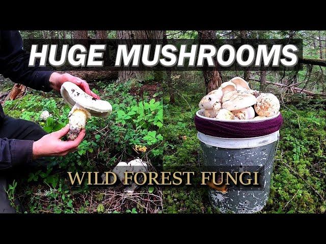 Huge Wild Pine Mushrooms from the Rainforest (2022 Pines Episode 6 Finale)