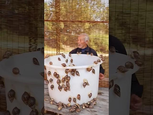 Can Cute Be Delicious? The Day Grandpa Turned Snails into Smiles 