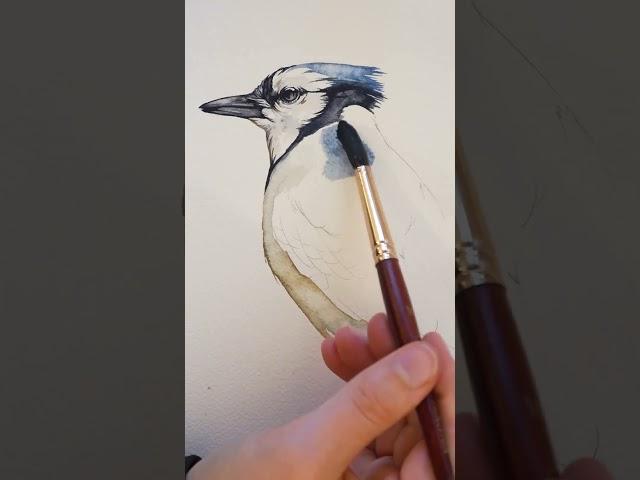 Watercolor Blue Jay