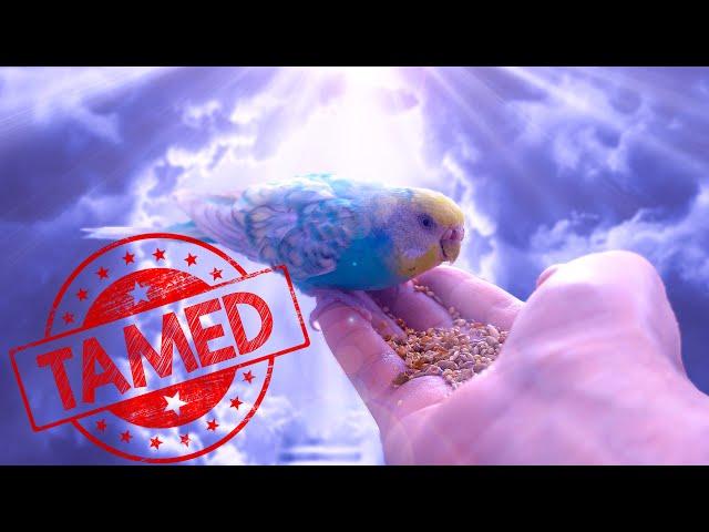 Taming Wild Budgies From the Pet Store