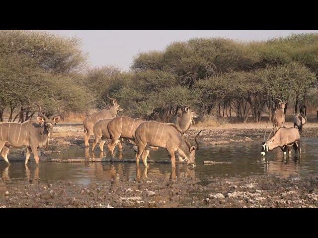 Kudus & Oryx - Sunday Pan Waterhole