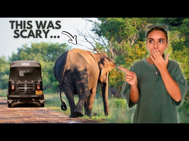 Travelling Sri Lanka's Most DANGEROUS Road in a Tuk Tuk: Yala to Ella 