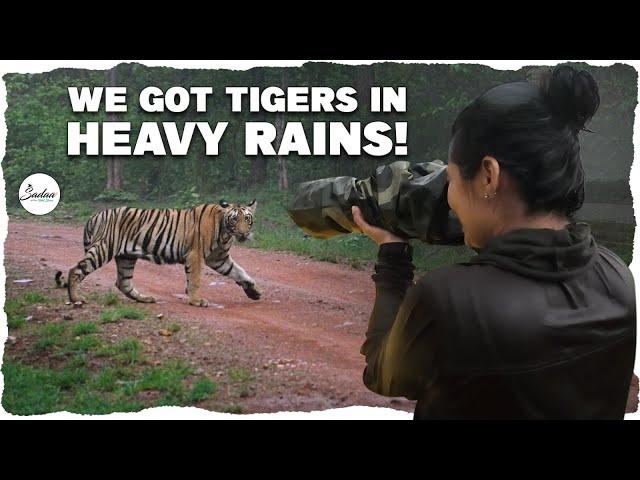 We got tigers in heavy rains | Kuwani Ki Kahani | Actress Sadaa In Wild | Sadaa Wild Stories