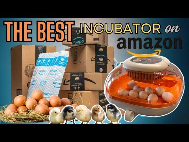 The BEST Incubator on Amazon! Incubating Chicken Eggs Start To Finish: Perfect For Small Homestead