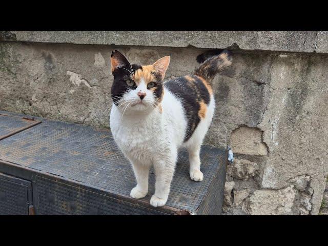 Very cute, kind and friendly hungry calico street cat.