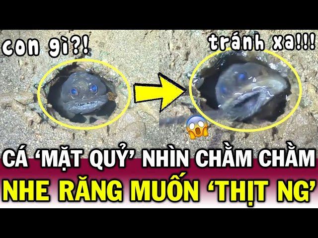 Phát hiện cá MẮT XANH KỲ DỊ dưới cát, ngư dân trêu chọc - Suýt bị MẤT NGÓN TAY | Tin Việt Độc Lạ