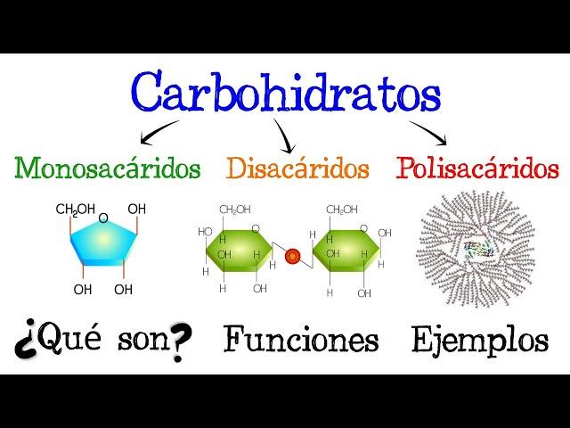  Carbohidratos  ¿Qué son?  Funciones  EJEMPLOS  [Fácil y Rápido] | BIOLOGÍA |