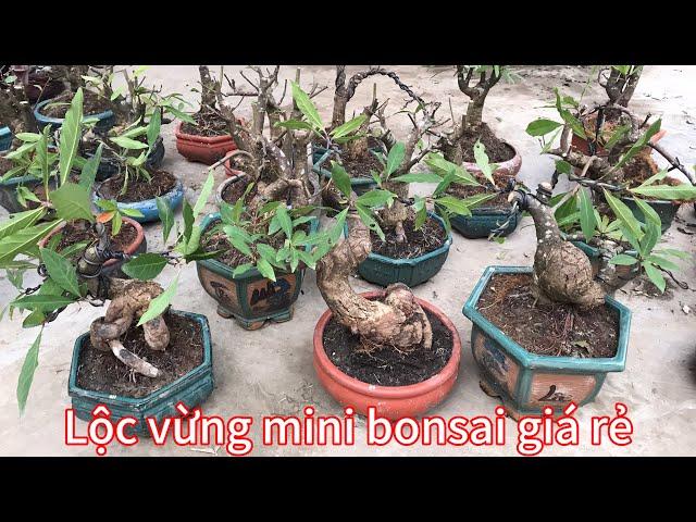 Lộc vừng mini bonsai giá rẻ tại Nam Định. Nhà vườn Minh Cận