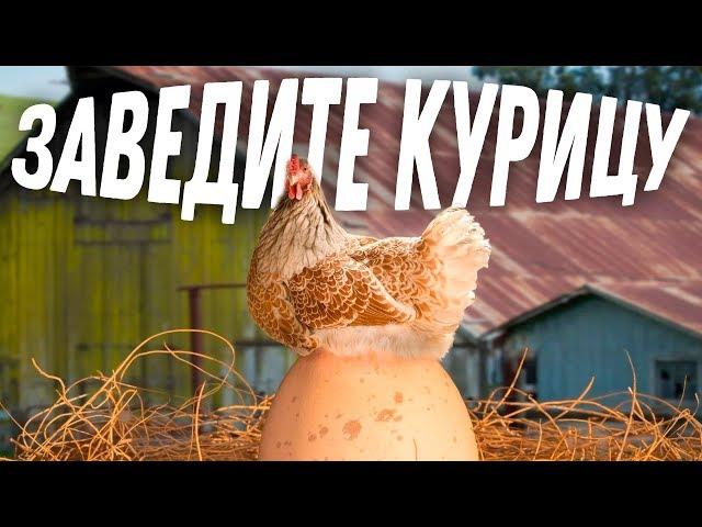 Почему вам СТОИТ завести курицу? | Школа начинающего птицевода