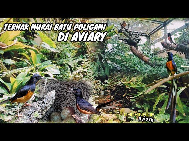 TERNAK MURAI BATU  POLIGAMI DI AVIARY |Episode 29