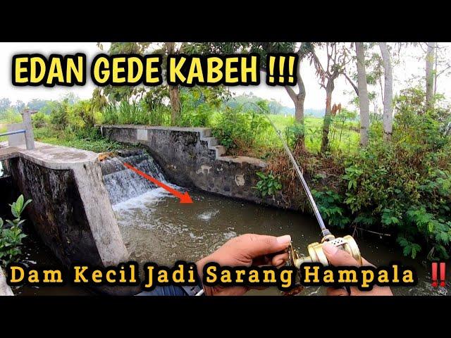 Spot Potensial ‼️ Ikan Hampala  Sungai Kecil #castinghampala #spotmancingjogja