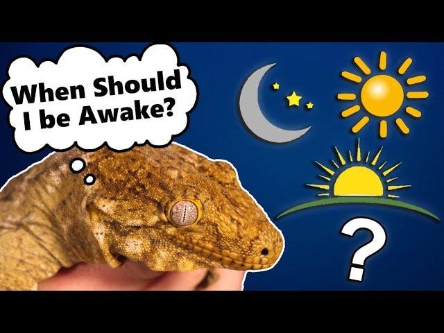 What does "Crepuscular" mean? All about Reptile Activity Patterns!