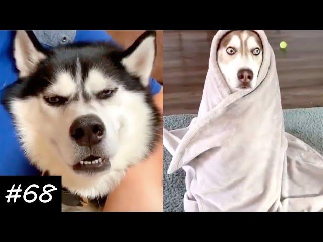 Funny Husky Compilation | They TALK!