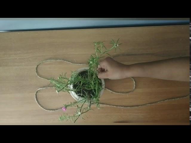 Simple DIY Hanging Planter in 5 Min | Hang Your Plant Pots