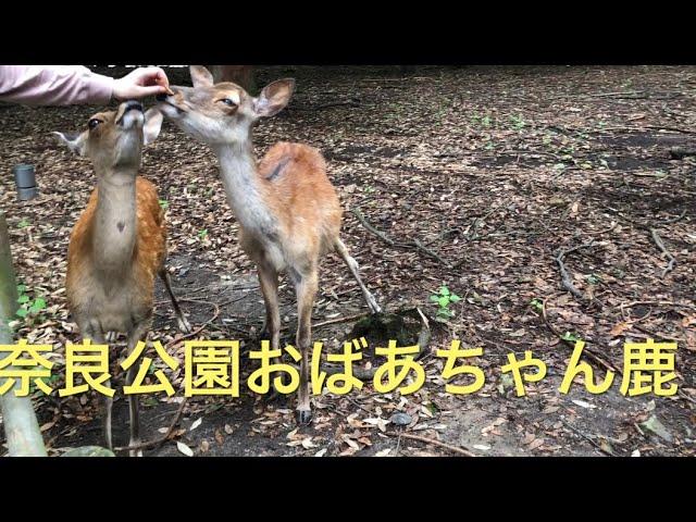 Nara  Japan  奈良公園で最高齢鹿か？今日も元気にせんべいを食べる、人間大好きなおばあちゃん鹿。