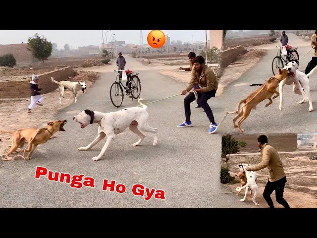 Bully Dog Ny Awara Kutu Par Dhava Bol Diya