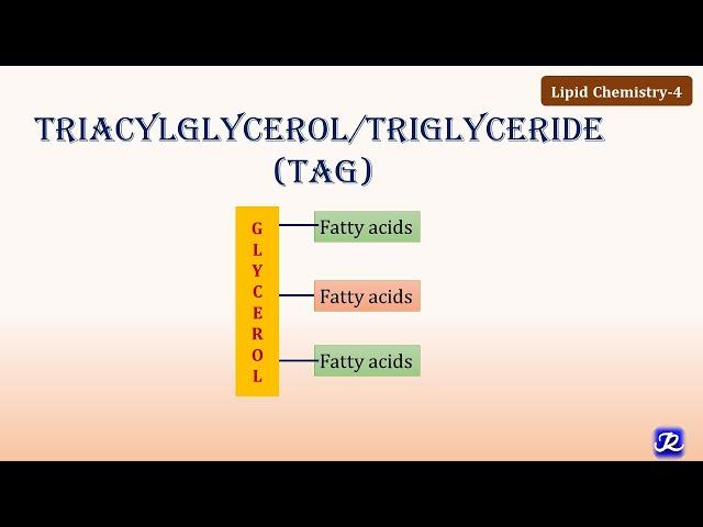 4: Triacylglycerol/ Triglycerides | Lipid Chemistry-4 | Biochemistry | N'JOY Biochemistry