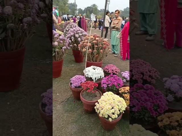 Jilani park flower exhibition 2023 / #racecoursepark #lahore #flowerexhibition #jilanipark #flowers