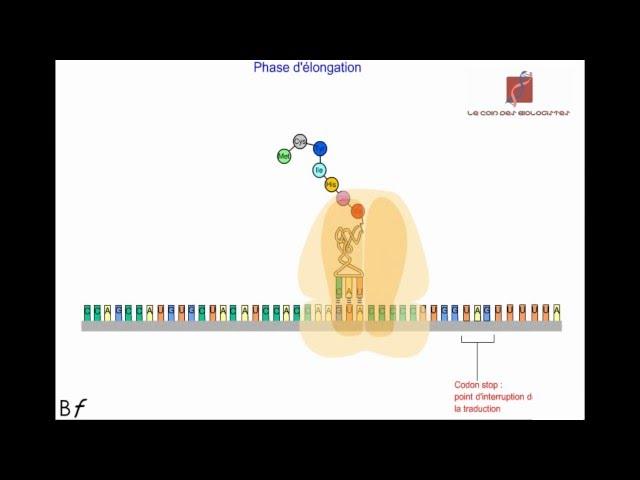 La traduction de l'ARN messager en protéines (Animation)