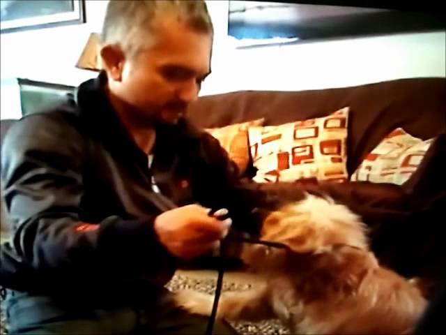Dog Whisperer: aggressive cocker spaniel