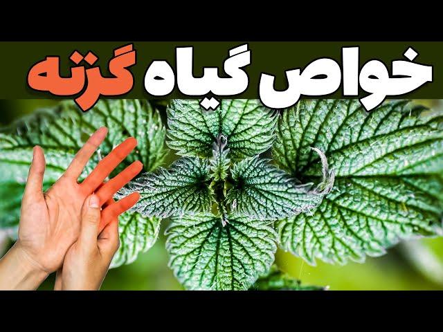 خواص گزنه | جادویی برای زندگی بهتر و سلامتی فراوان