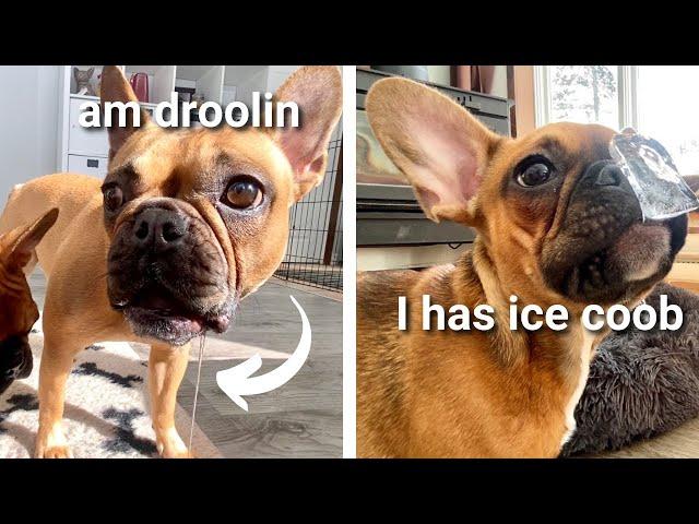 Funny Dogs Playing With ICE CUBES!