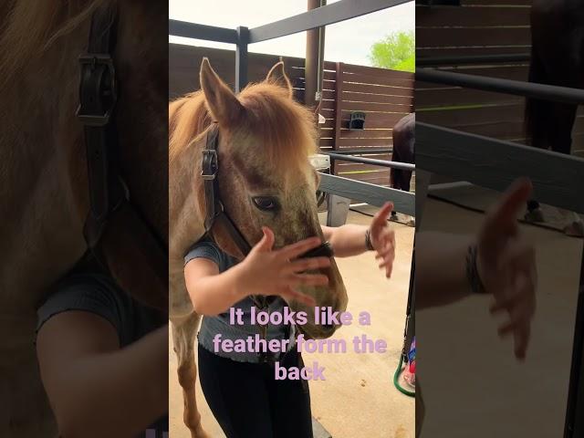 Fergie rocks using no silly hair spray!! Comment your horses name in the comments