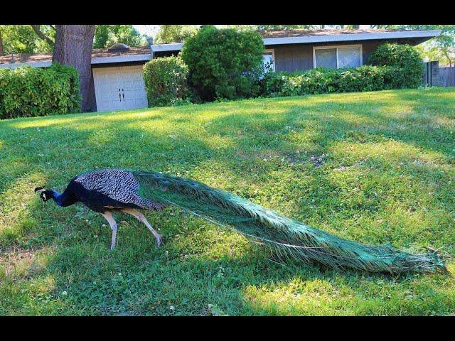 Peacocks in my neighborhood  MORE PEACOCK VIDEOS @PeacockParty my 2nd channel ️