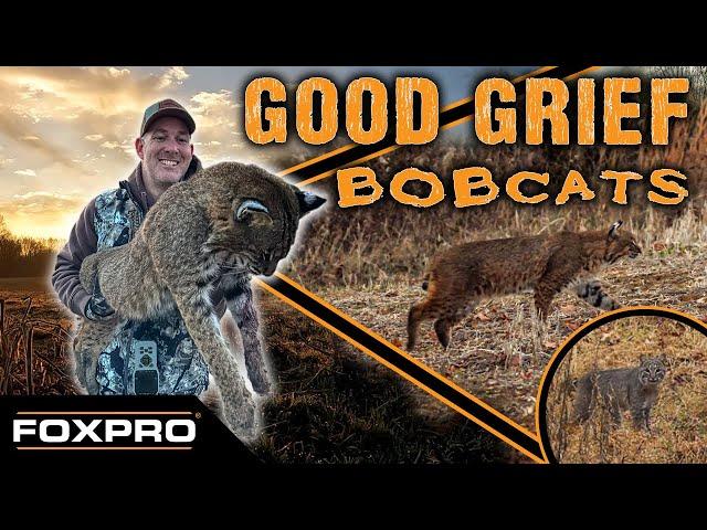 MEGA Kentucky Bobcat!