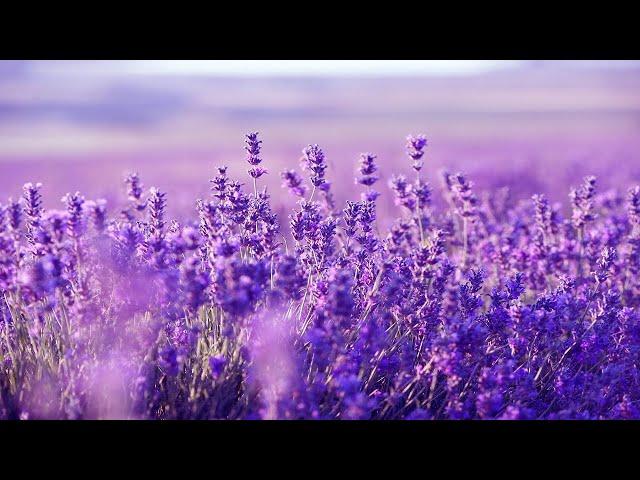 Purple Flowers: Beautiful Harp Music For Deep Sleep