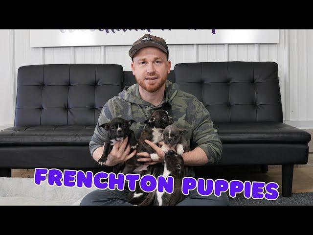 Available Frenchton Puppies