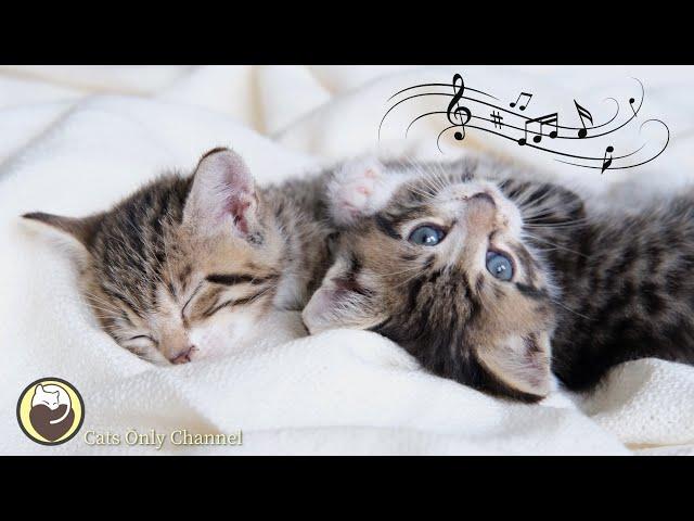 Relaxing Music for Cats - Stress Relief, Calming Music, Deep Sleep Music