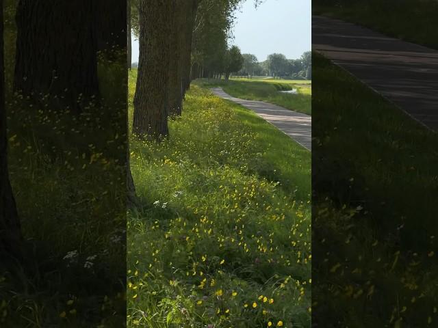 This Dutch beautiful bike path is a magical road through the trees